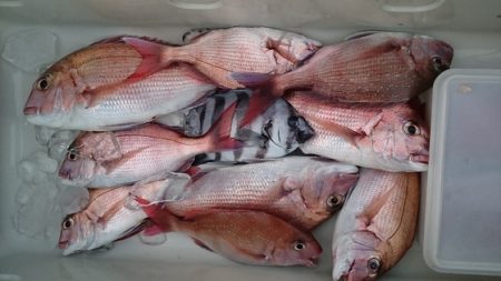 大進丸（新潟） 釣果