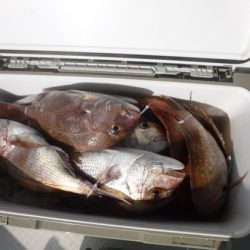 遊漁船 幸友丸 釣果