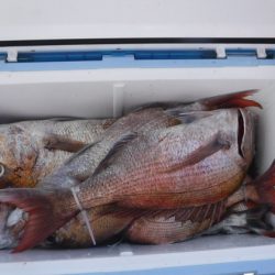 遊漁船 幸友丸 釣果