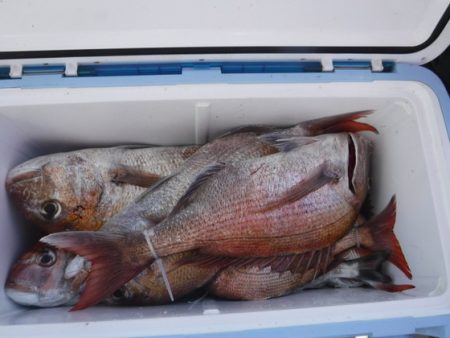 遊漁船 幸友丸 釣果