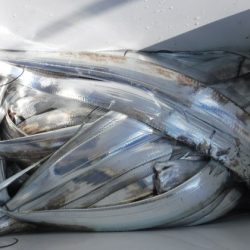 遊漁船 幸友丸 釣果