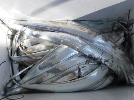 遊漁船 幸友丸 釣果