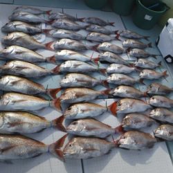 遊漁船 幸友丸 釣果