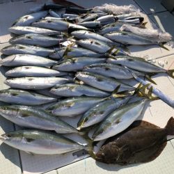 ふじしめ丸 釣果