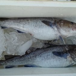 大進丸(新潟) 釣果