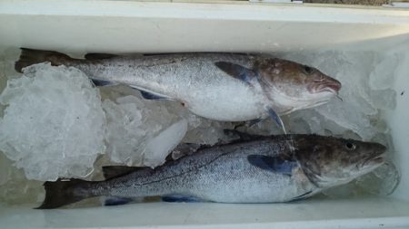 大進丸(新潟) 釣果