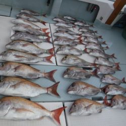 遊漁船 幸友丸 釣果