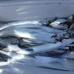 遊漁船 幸友丸 釣果