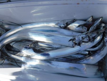 遊漁船 幸友丸 釣果