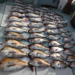 遊漁船 幸友丸 釣果