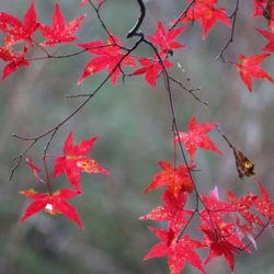 小菅トラウトガーデン 釣果