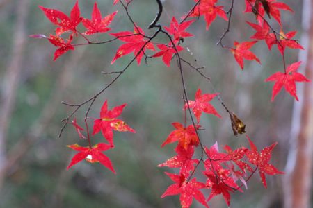 小菅トラウトガーデン 釣果