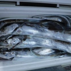 遊漁船 幸友丸 釣果