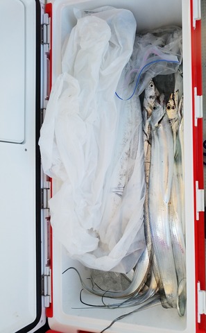 遊漁船 ニライカナイ 釣果