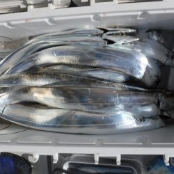 遊漁船 幸友丸 釣果