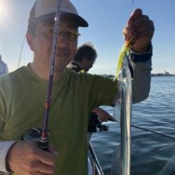 シーマジカル 釣果