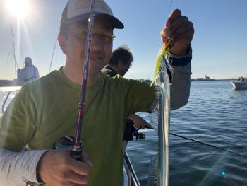 シーマジカル 釣果