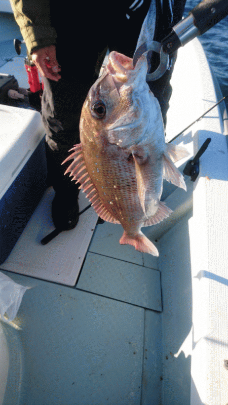 遊漁船ブルーウッズ 釣果