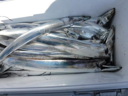 遊漁船 幸友丸 釣果