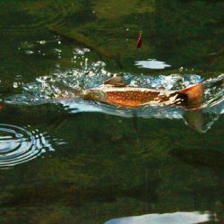 小菅トラウトガーデン 釣果