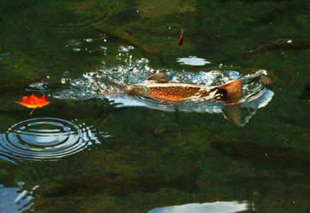 小菅トラウトガーデン 釣果
