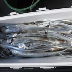 遊漁船 幸友丸 釣果