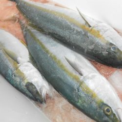 こうゆう丸 釣果