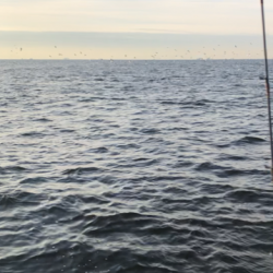 深川 吉野屋 釣果