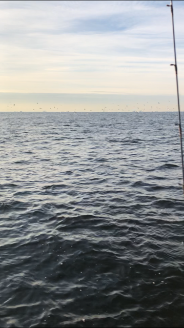 深川 吉野屋 釣果