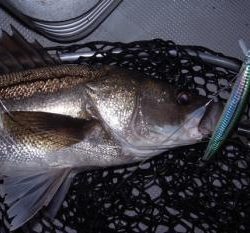 シーマジカル 釣果