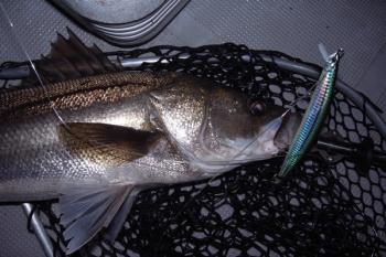 シーマジカル 釣果