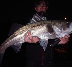 シーマジカル 釣果