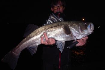 シーマジカル 釣果