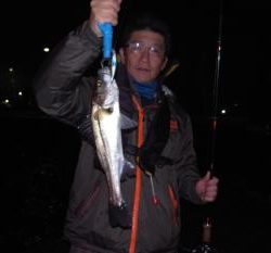 シーマジカル 釣果