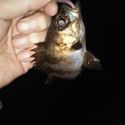 沼島でライトゲーム