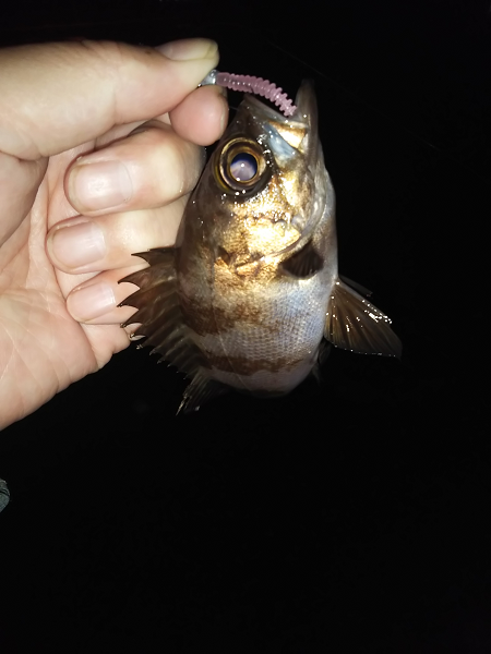 沼島でライトゲーム