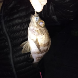 沼島でライトゲーム