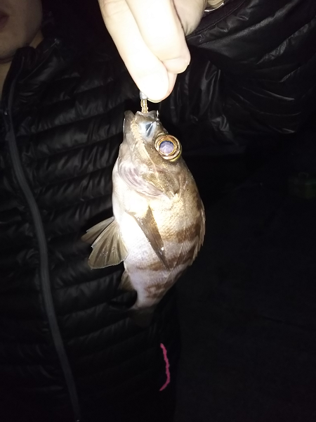 沼島でライトゲーム