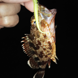 沼島でライトゲーム