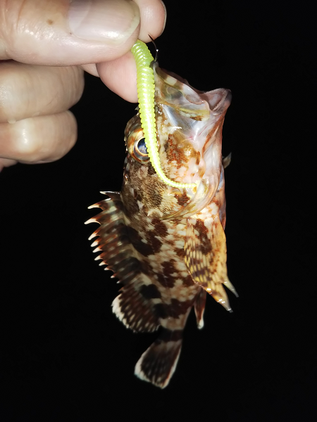 沼島でライトゲーム