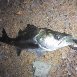 好調続く淀シーサヨリ打ち