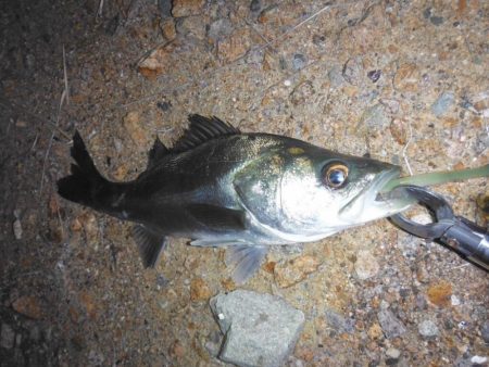 好調続く淀シーサヨリ打ち