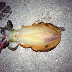 晩秋アオリイカ