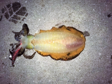 晩秋アオリイカ