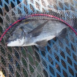 オリジナルメーカー海づり公園(市原市海づり施設) 釣果