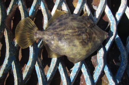 オリジナルメーカー海づり公園(市原市海づり施設) 釣果