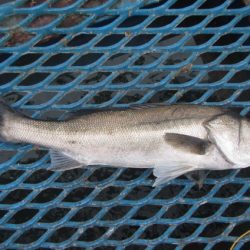 オリジナルメーカー海づり公園(市原市海づり施設) 釣果