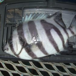 オリジナルメーカー海づり公園(市原市海づり施設) 釣果