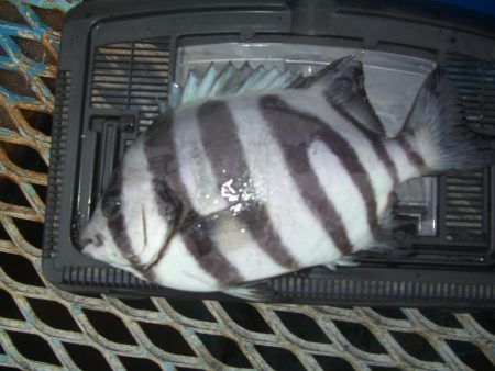 オリジナルメーカー海づり公園(市原市海づり施設) 釣果