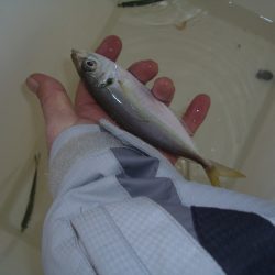 オリジナルメーカー海づり公園(市原市海づり施設) 釣果